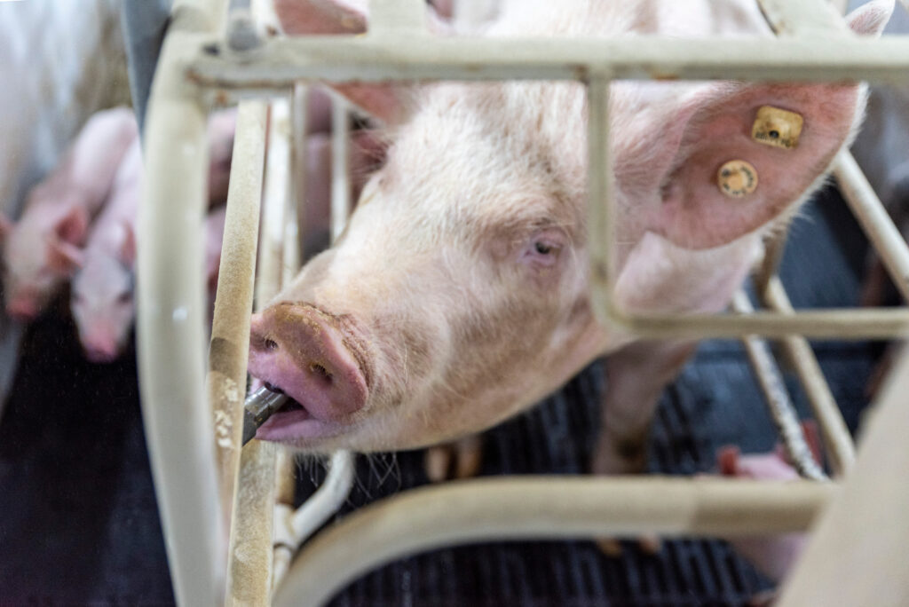 Pig feeding in pen with tags on their ear