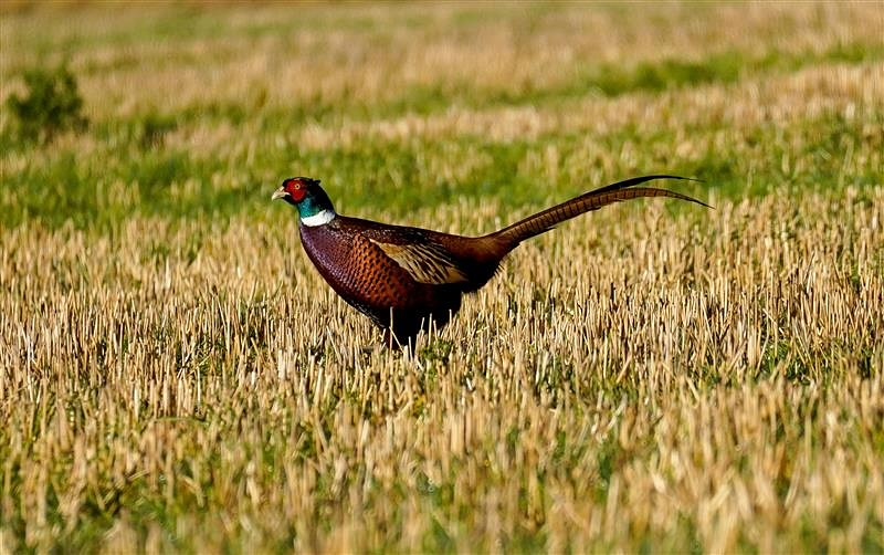 pheasants